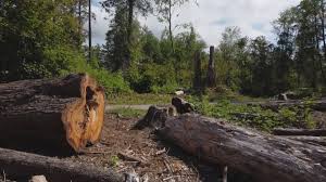 Best Firewood Processing and Delivery  in Friona, TX