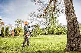 Best Fruit Tree Pruning  in Friona, TX