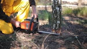Friona, TX Tree Services Company