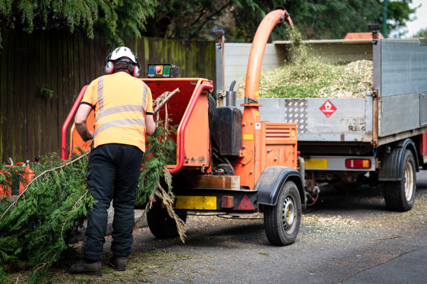 Best Tree Risk Assessment  in Friona, TX